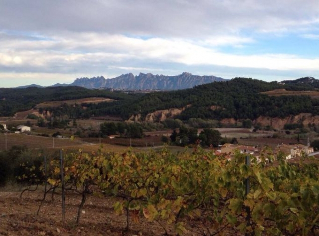 自然环境中的葡萄园